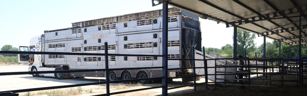 Ein Tiertransporter wird beladen.